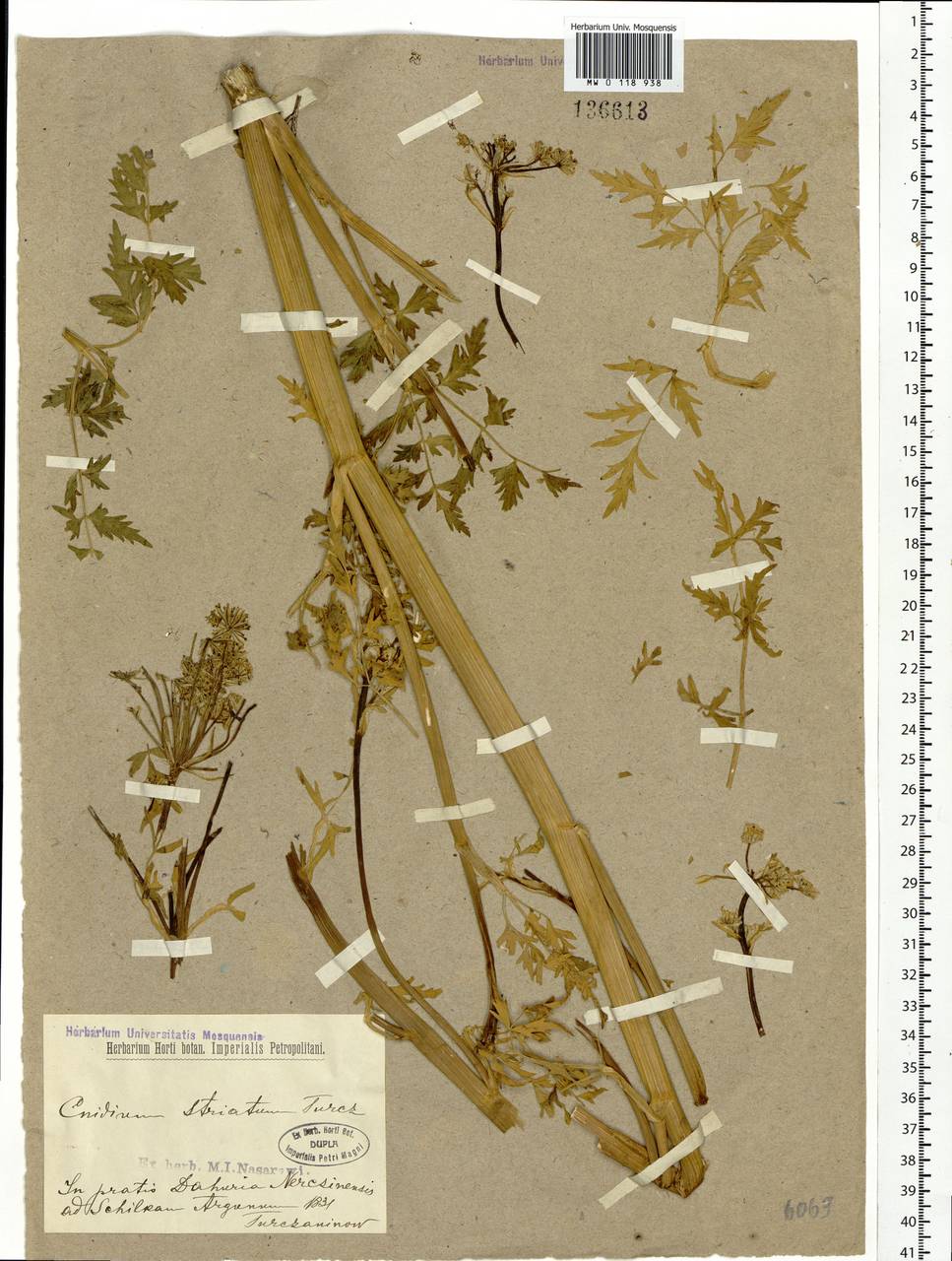 Cnidium dauricum (Jacq.) Turcz. ex Fisch. & C. A. Mey., Siberia, Baikal & Transbaikal region (S4) (Russia)