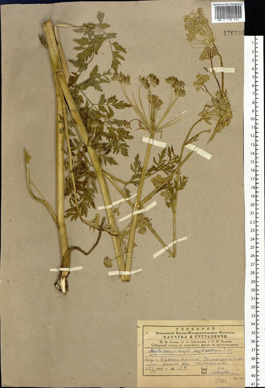 Cnidium dauricum (Jacq.) Turcz. ex Fisch. & C.A.Mey., Siberia, Central Siberia (S3) (Russia)