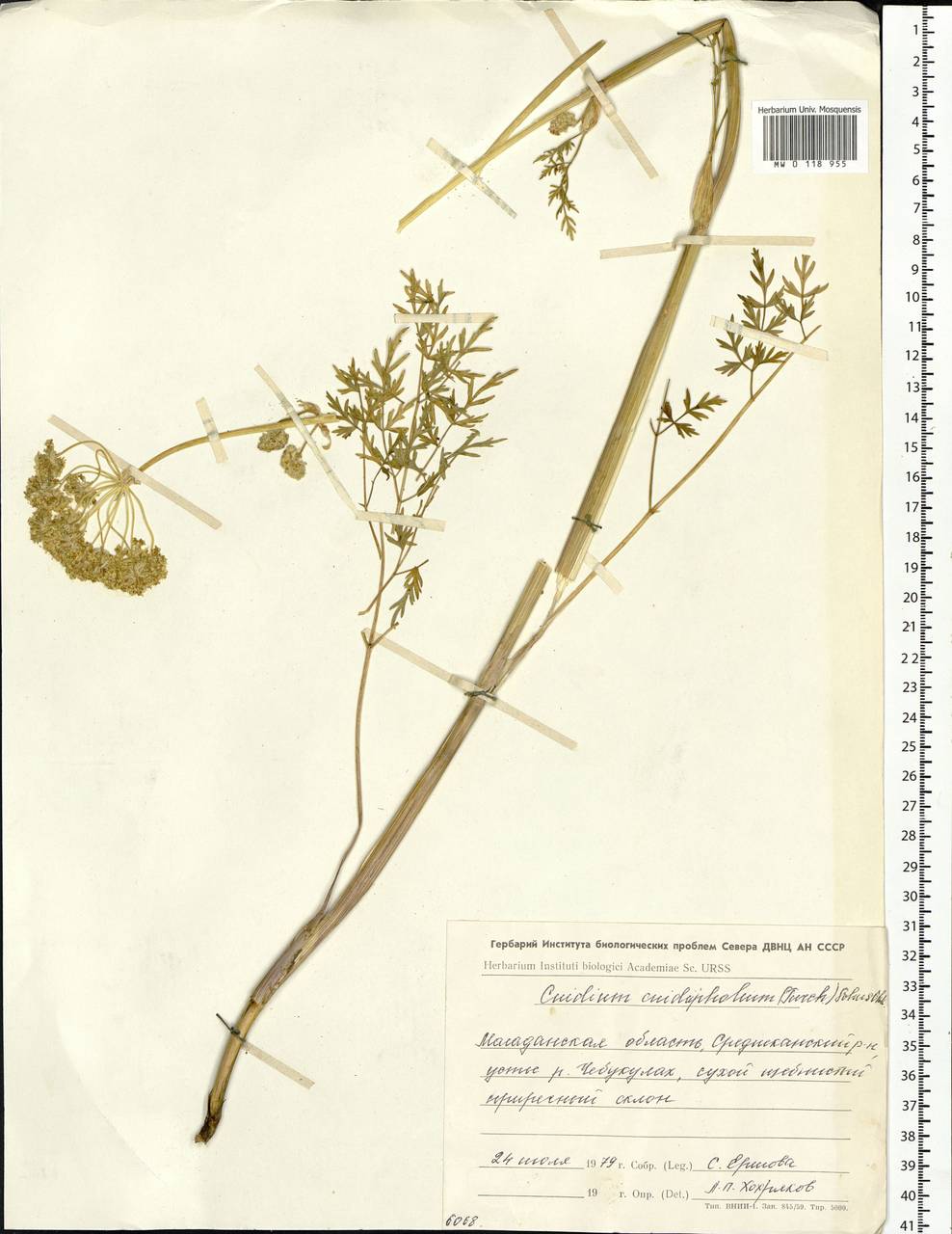 Cnidium cnidiifolium (Turcz.) Schischk., Siberia, Chukotka & Kamchatka (S7) (Russia)