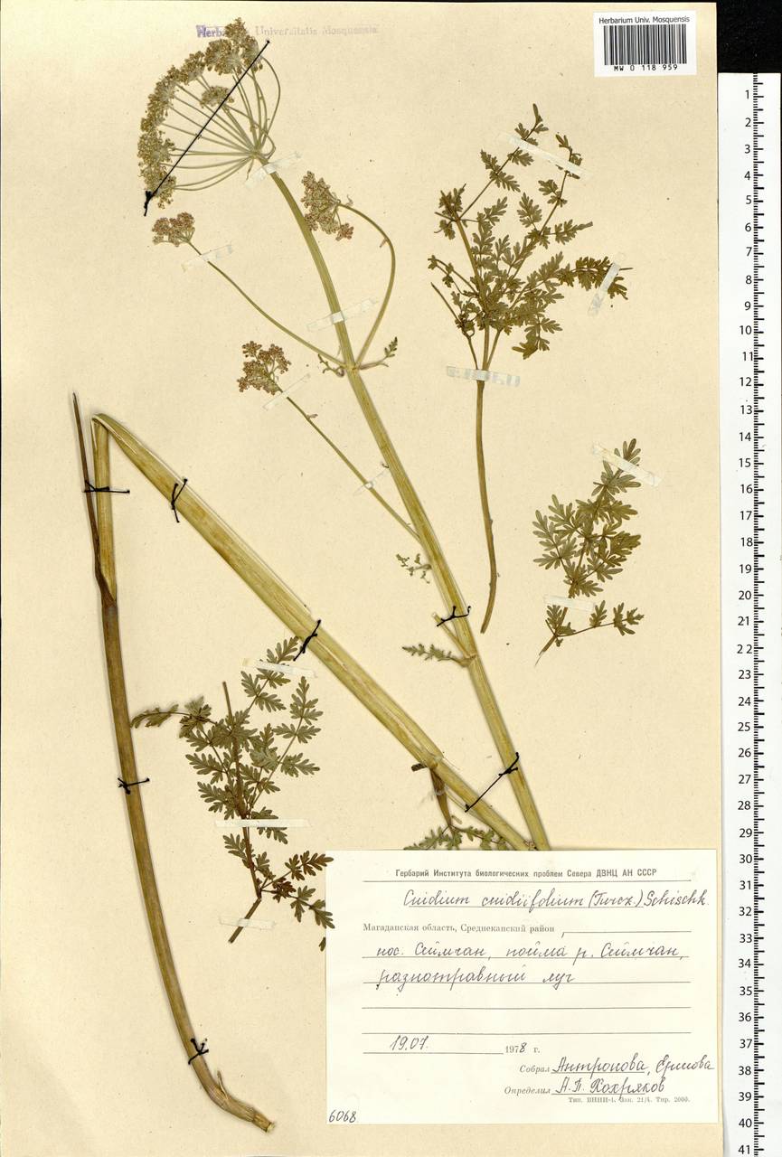 Cnidium cnidiifolium (Turcz.) Schischk., Siberia, Chukotka & Kamchatka (S7) (Russia)