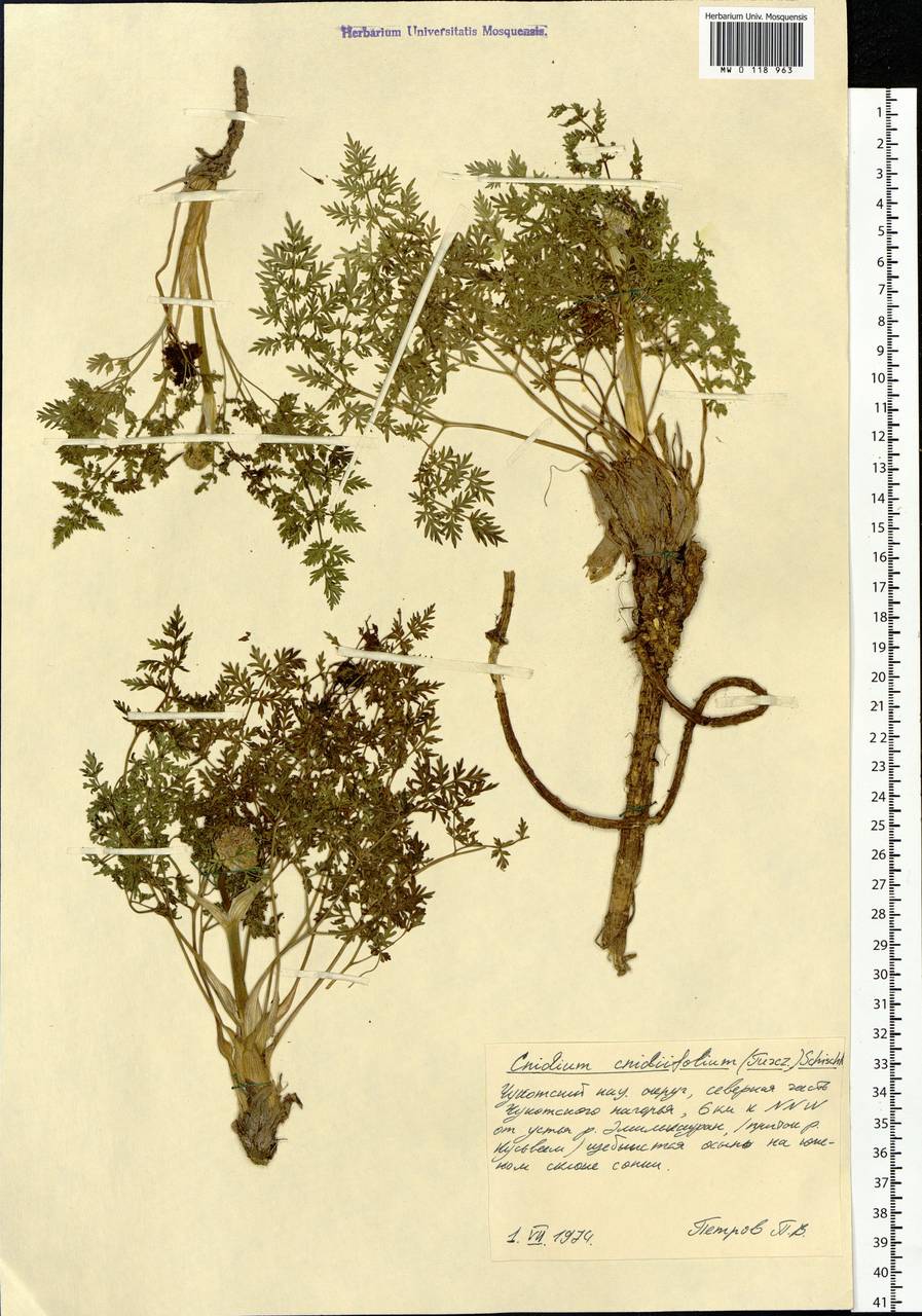 Cnidium cnidiifolium (Turcz.) Schischk., Siberia, Chukotka & Kamchatka (S7) (Russia)