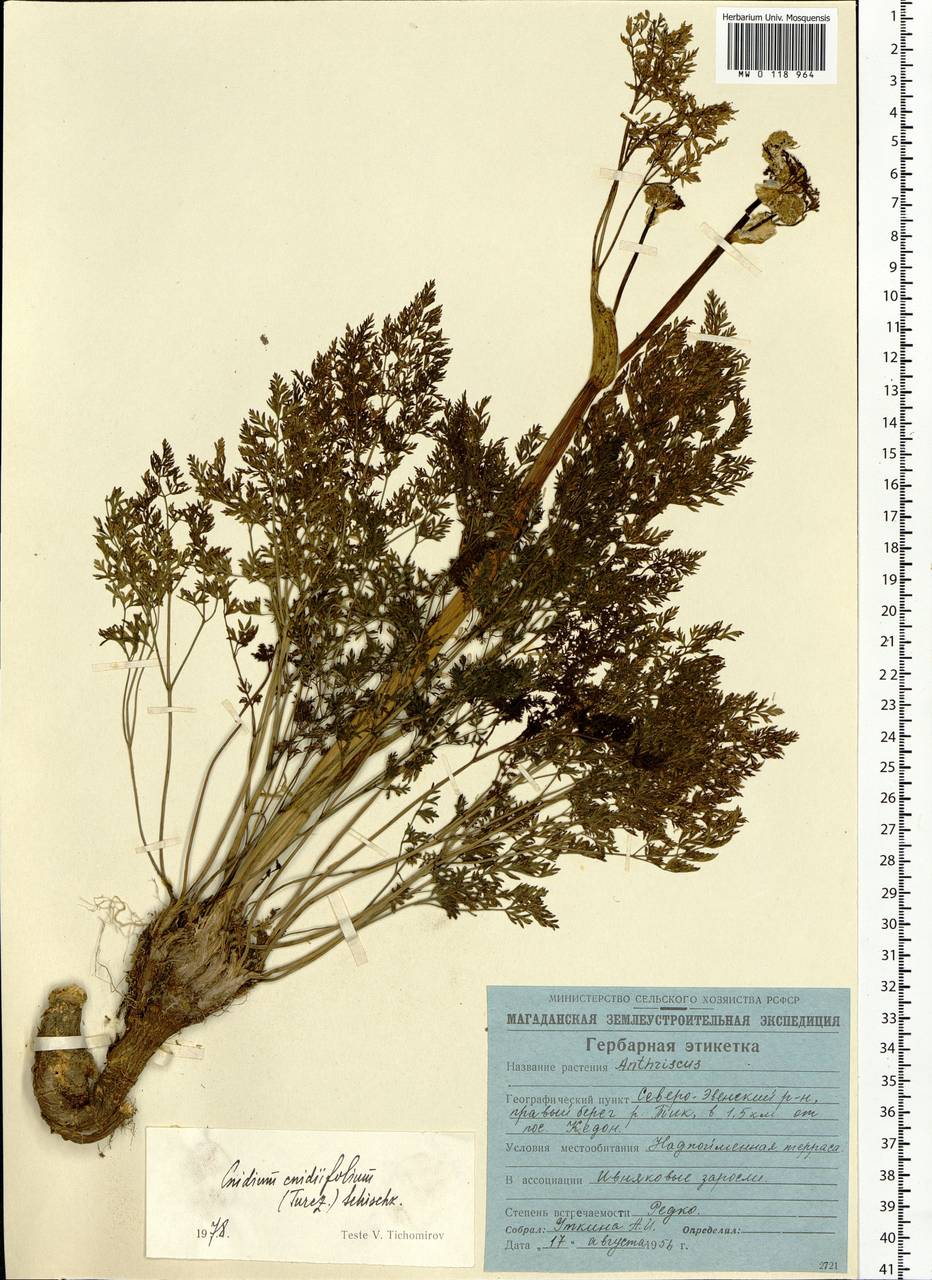 Cnidium cnidiifolium (Turcz.) Schischk., Siberia, Chukotka & Kamchatka (S7) (Russia)