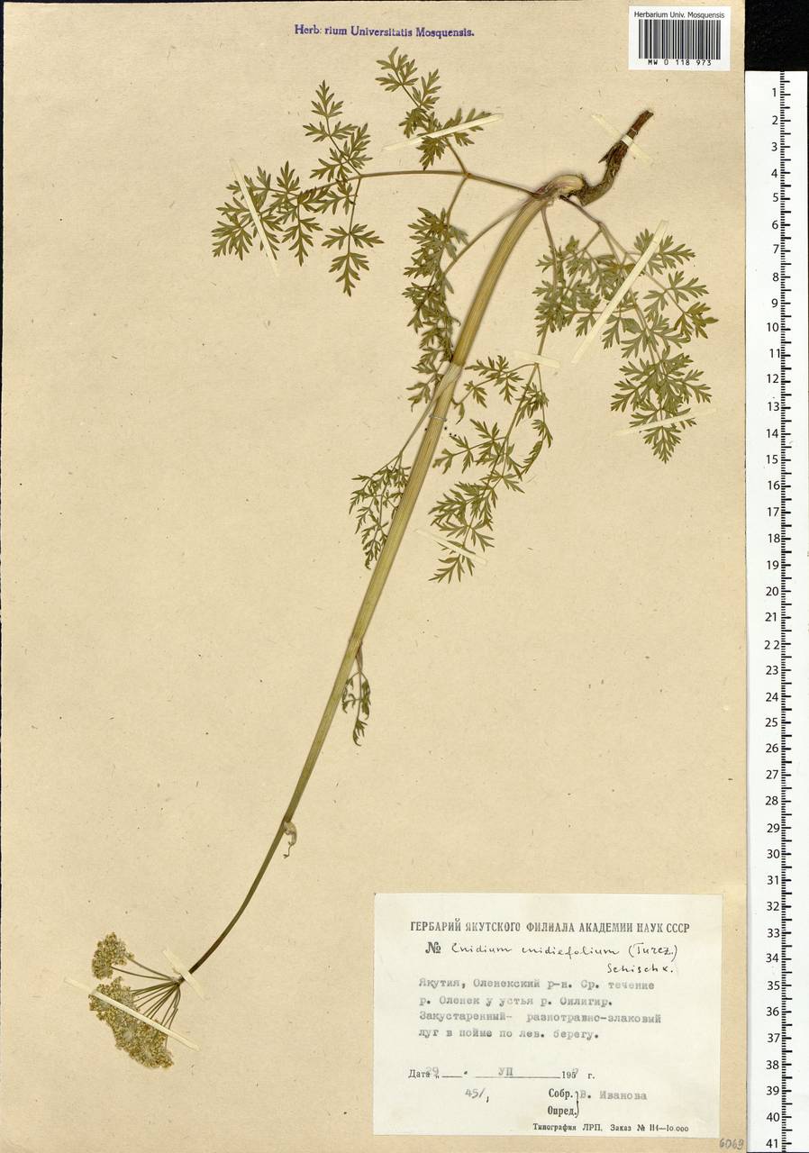 Cnidium cnidiifolium (Turcz.) Schischk., Siberia, Yakutia (S5) (Russia)