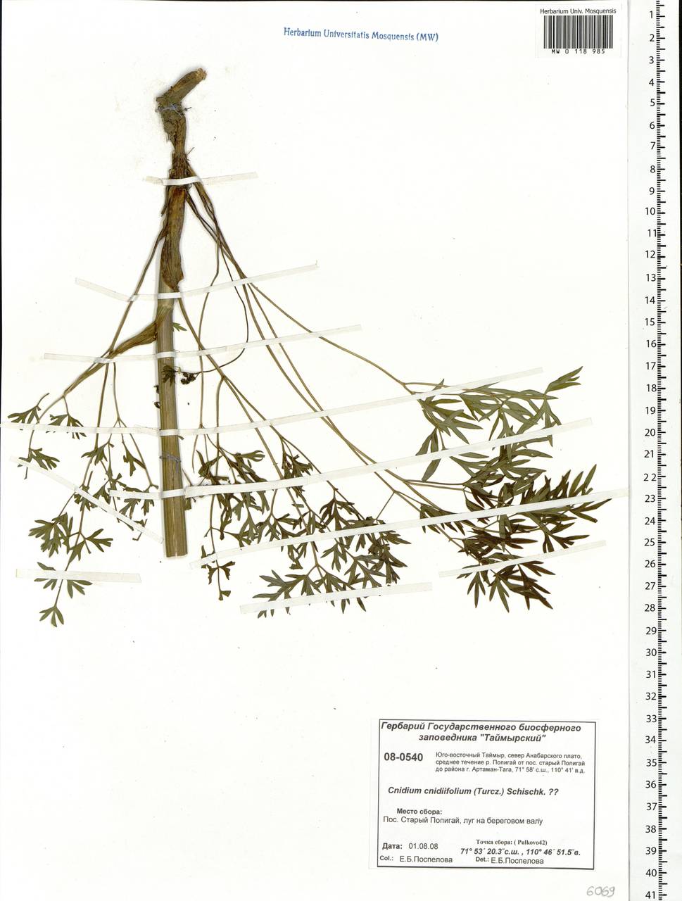 Cnidium cnidiifolium (Turcz.) Schischk., Siberia, Central Siberia (S3) (Russia)