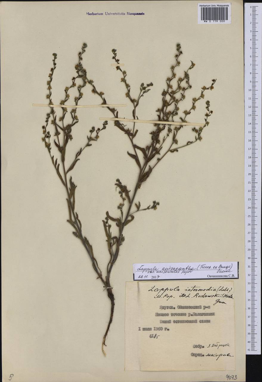 Lappula intermedia (Ledeb.) Popov, Siberia, Yakutia (S5) (Russia)