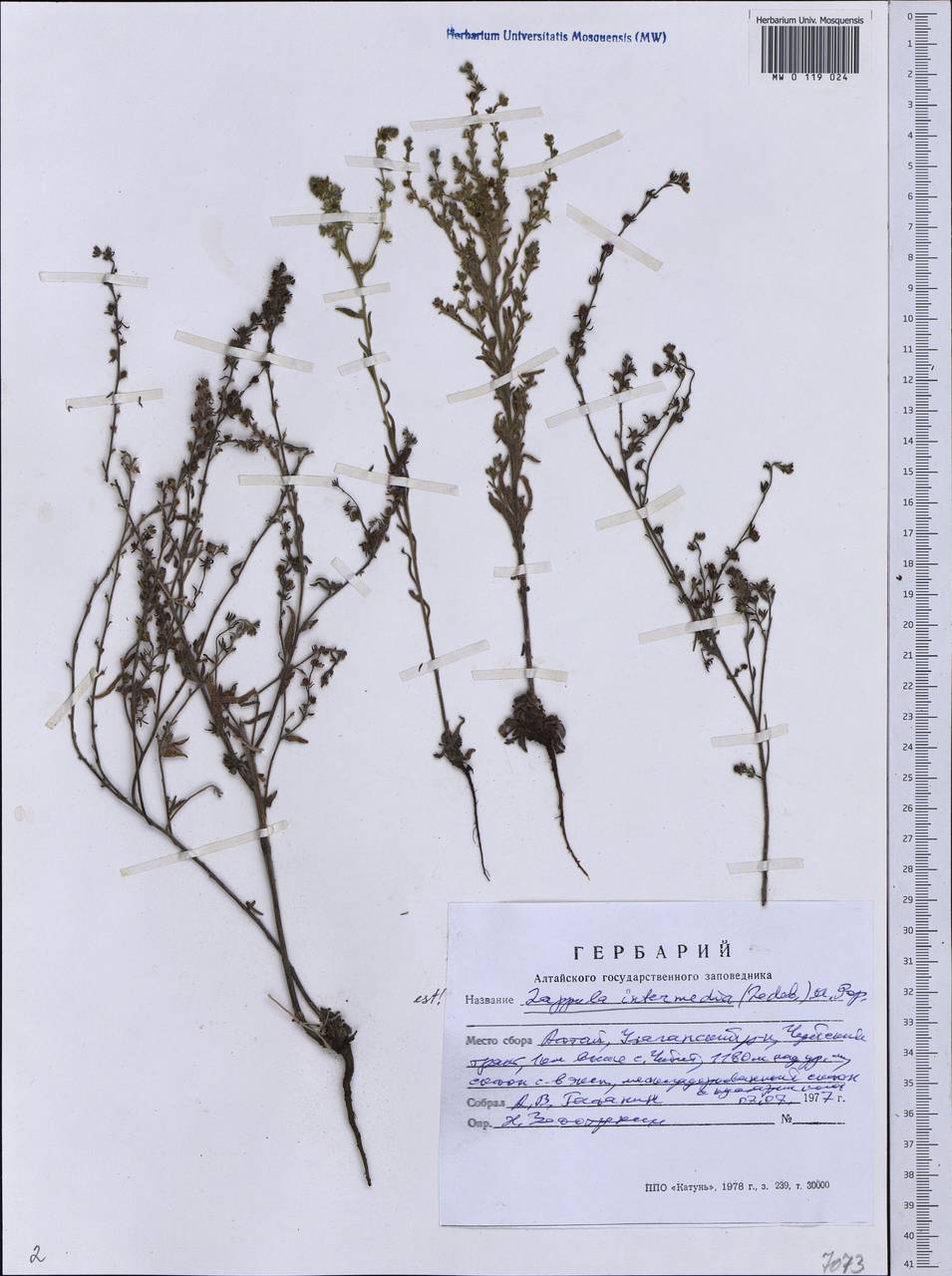 Lappula intermedia (Ledeb.) Popov, Siberia, Altai & Sayany Mountains (S2) (Russia)