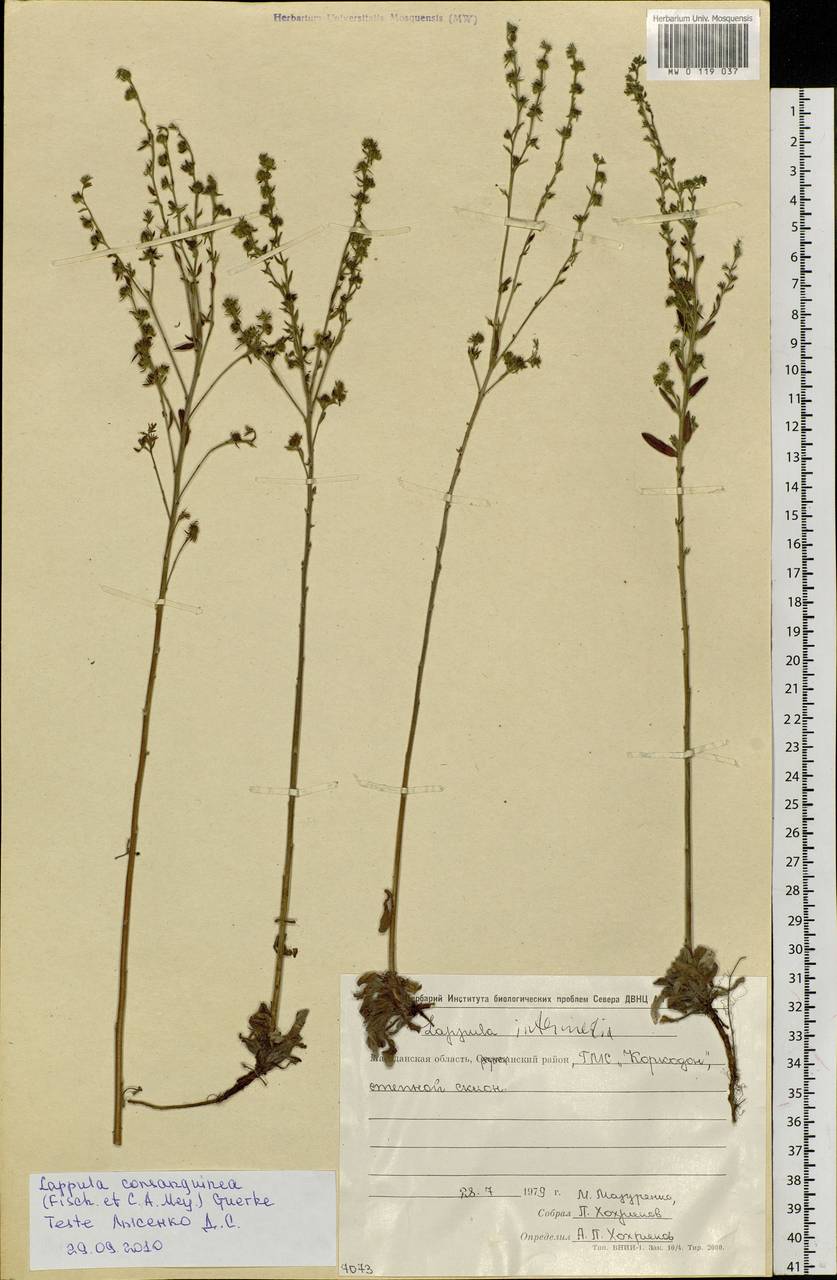 Lappula squarrosa (Retz.) Dumort., Siberia, Chukotka & Kamchatka (S7) (Russia)