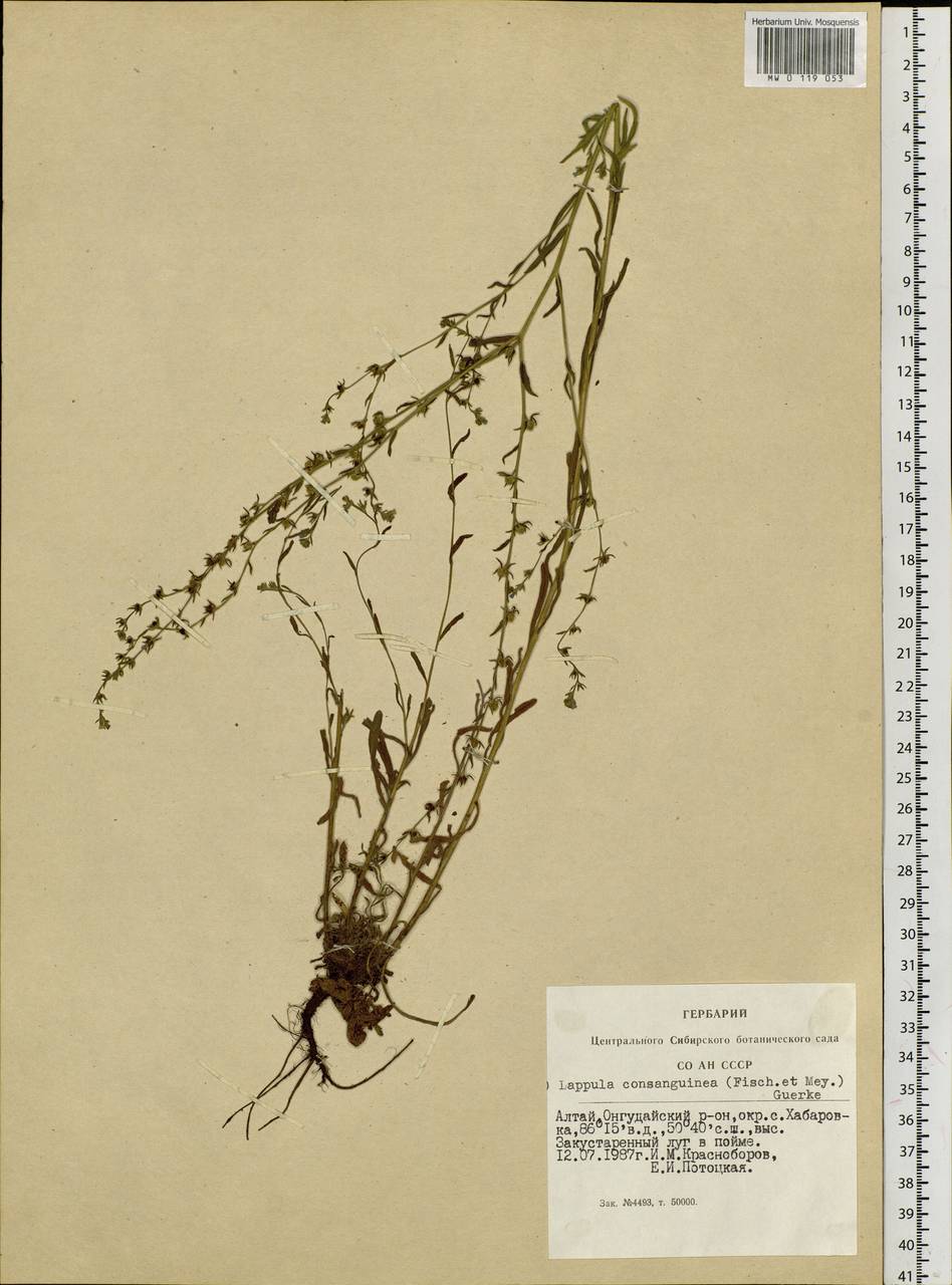 Lappula squarrosa (Retz.) Dumort., Siberia, Altai & Sayany Mountains (S2) (Russia)