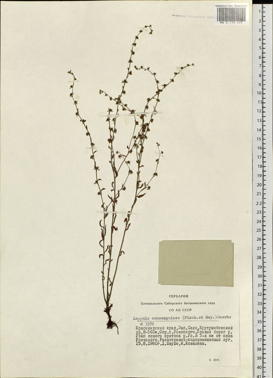 Lappula squarrosa (Retz.) Dumort., Siberia, Altai & Sayany Mountains (S2) (Russia)