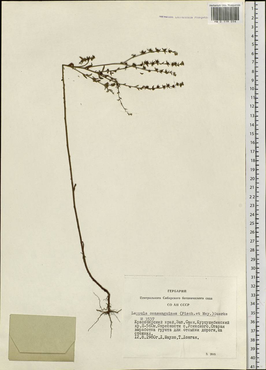 Lappula squarrosa (Retz.) Dumort., Siberia, Altai & Sayany Mountains (S2) (Russia)