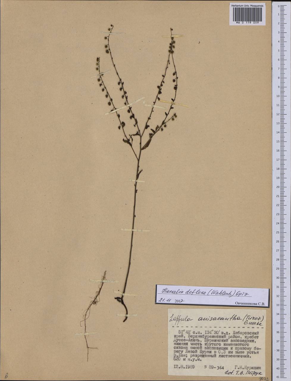 Hackelia deflexa (Wahlenb.) Opiz, Siberia, Russian Far East (S6) (Russia)