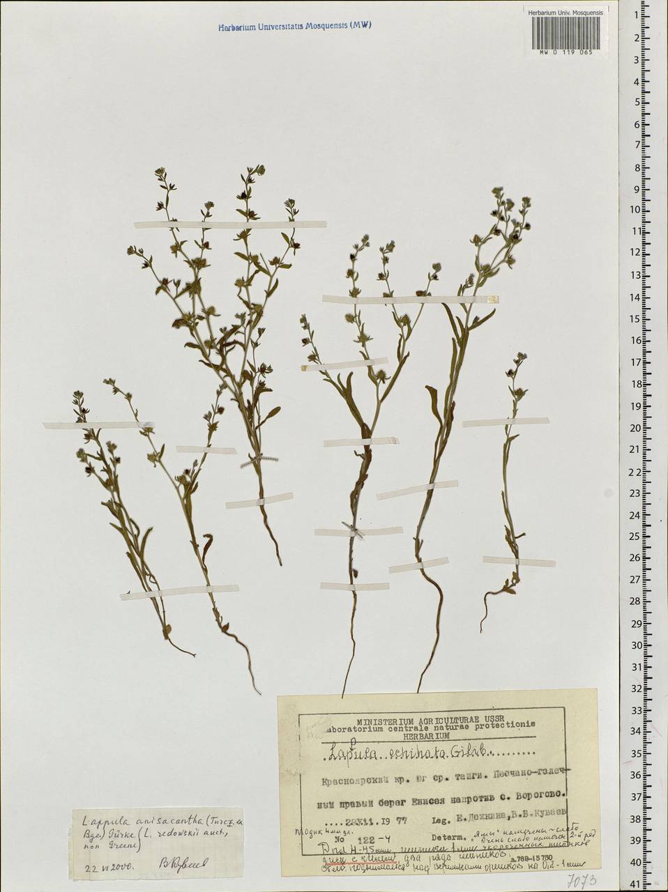 Lappula intermedia (Ledeb.) Popov, Siberia, Central Siberia (S3) (Russia)