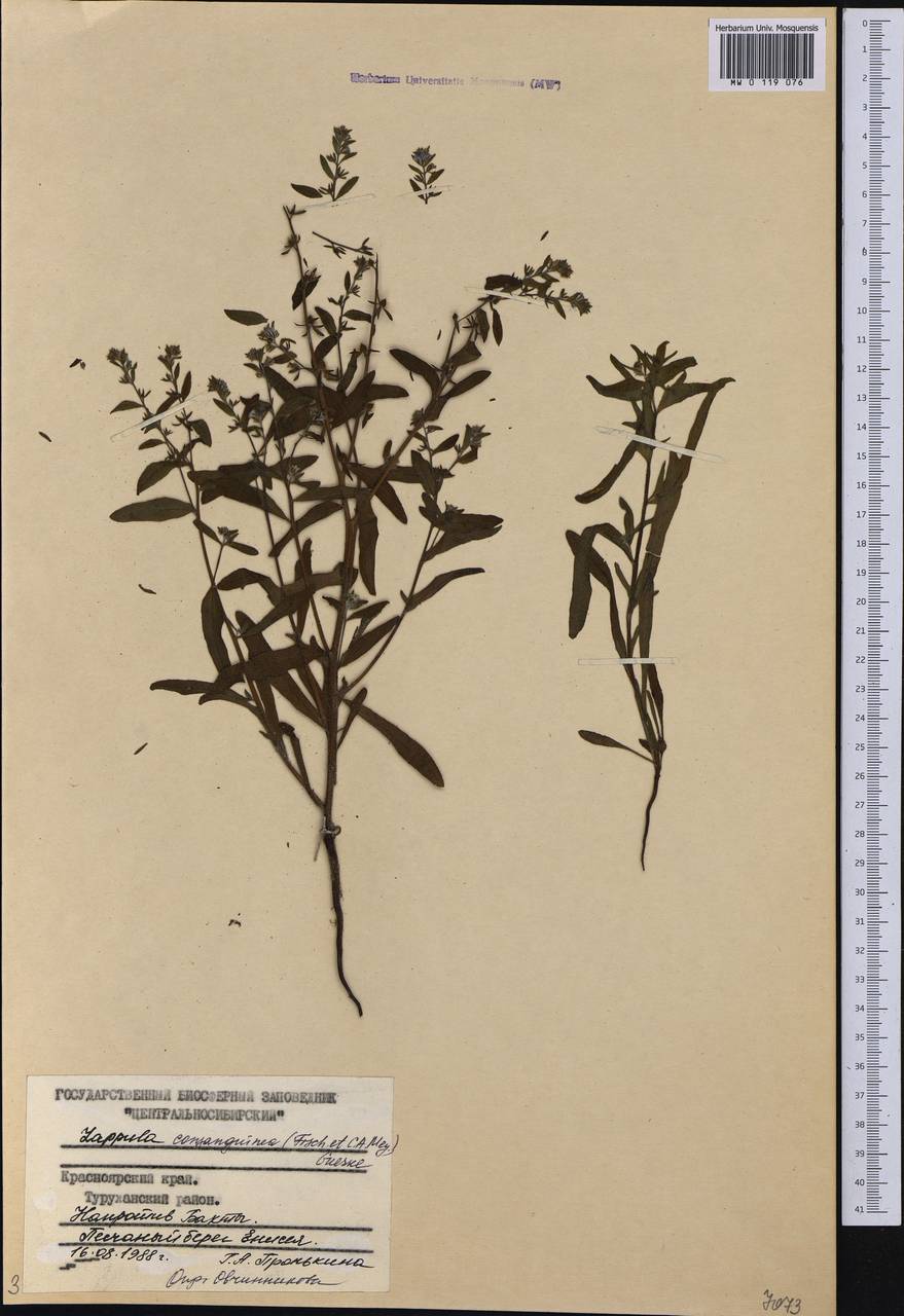 Lappula squarrosa (Retz.) Dumort., Siberia, Central Siberia (S3) (Russia)