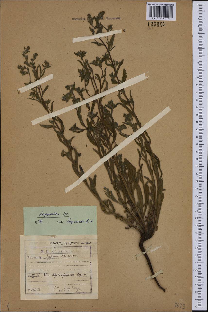 Lappula, Siberia, Baikal & Transbaikal region (S4) (Russia)