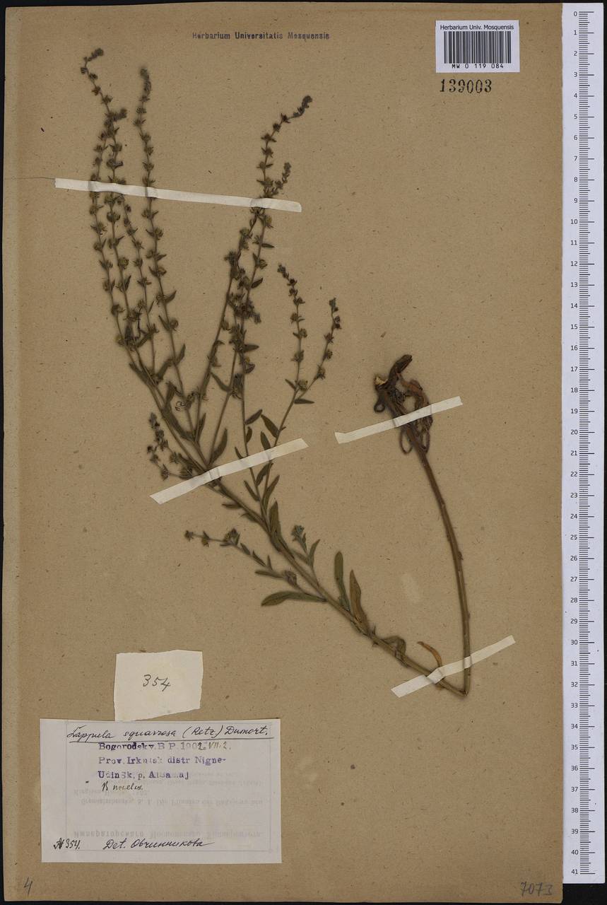 Lappula squarrosa (Retz.) Dumort., Siberia, Baikal & Transbaikal region (S4) (Russia)
