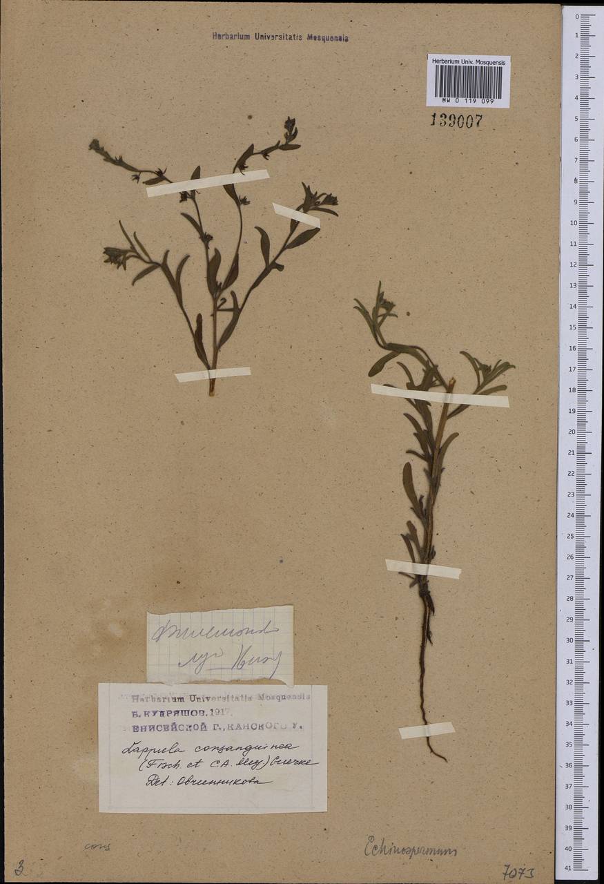 Lappula squarrosa (Retz.) Dumort., Siberia, Central Siberia (S3) (Russia)