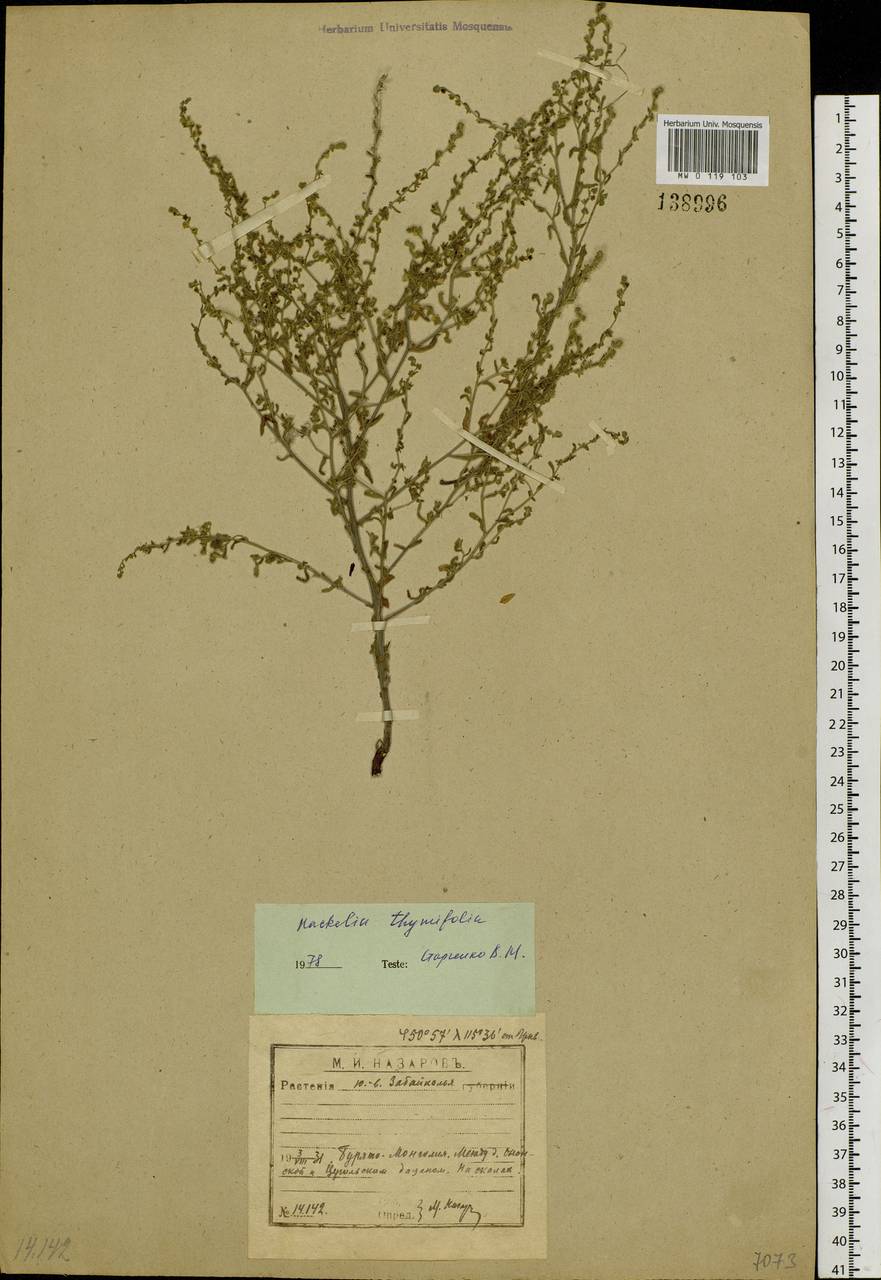 Hackelia thymifolia (A. DC.) I. M. Johnst., Siberia, Baikal & Transbaikal region (S4) (Russia)