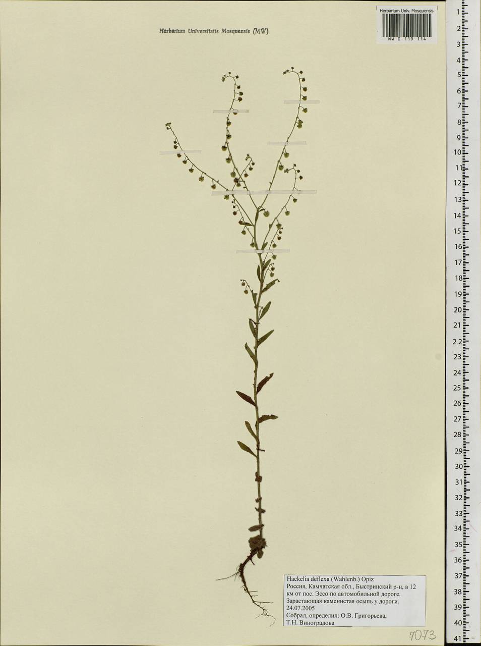 Hackelia deflexa (Wahlenb.) Opiz, Siberia, Chukotka & Kamchatka (S7) (Russia)