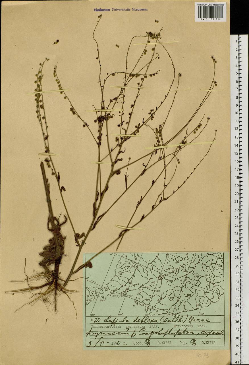 Hackelia deflexa (Wahlenb.) Opiz, Siberia, Russian Far East (S6) (Russia)