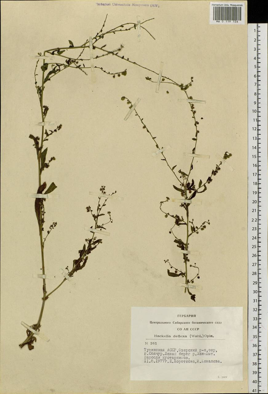 Hackelia deflexa (Wahlenb.) Opiz, Siberia, Altai & Sayany Mountains (S2) (Russia)