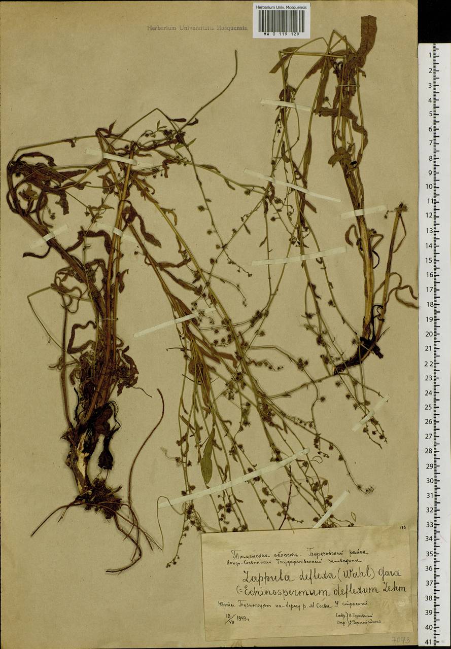 Hackelia deflexa (Wahlenb.) Opiz, Siberia, Western Siberia (S1) (Russia)