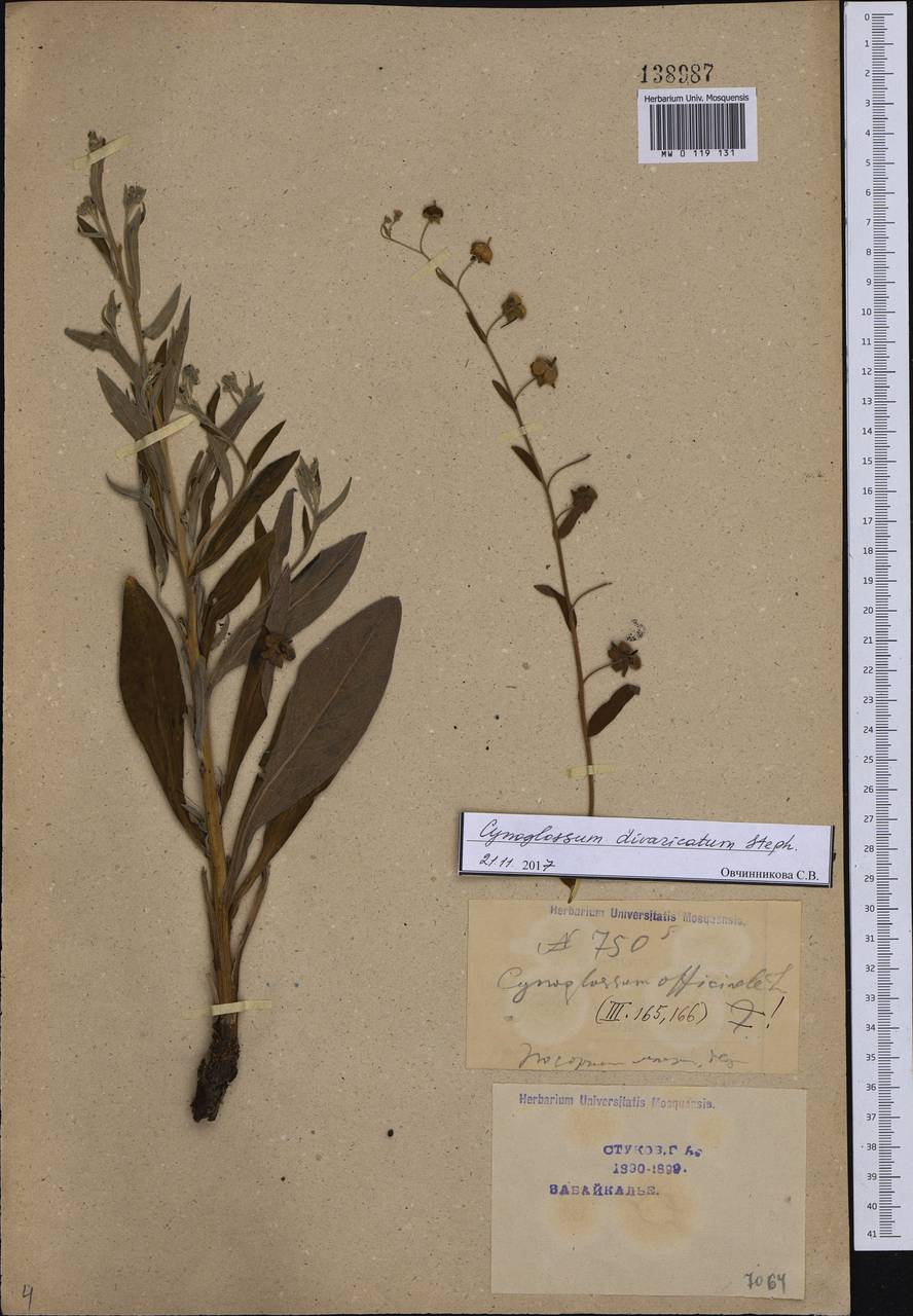 Cynoglossum divaricatum Stephan ex Lehm., Siberia, Baikal & Transbaikal region (S4) (Russia)