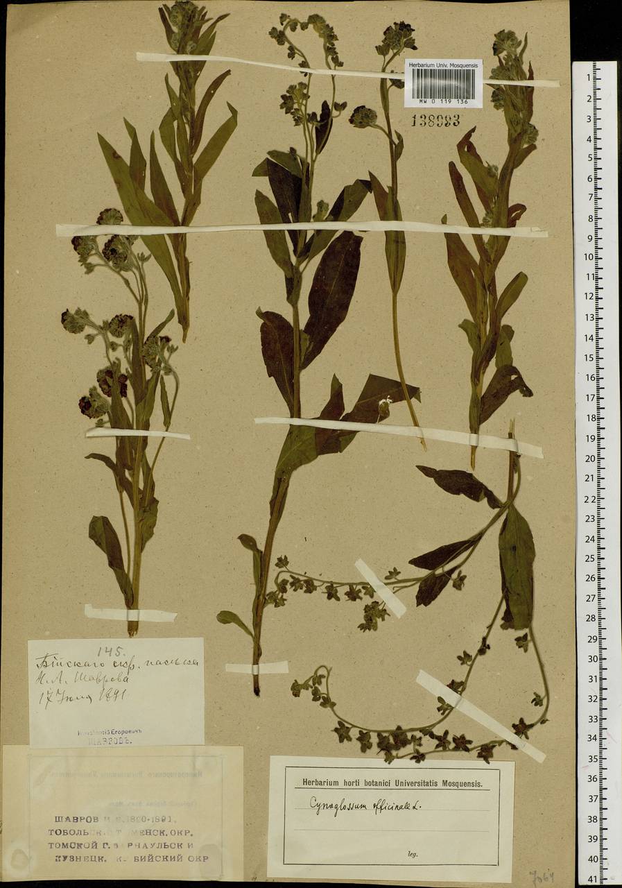 Cynoglossum officinale L., Siberia, Western (Kazakhstan) Altai Mountains (S2a) (Kazakhstan)