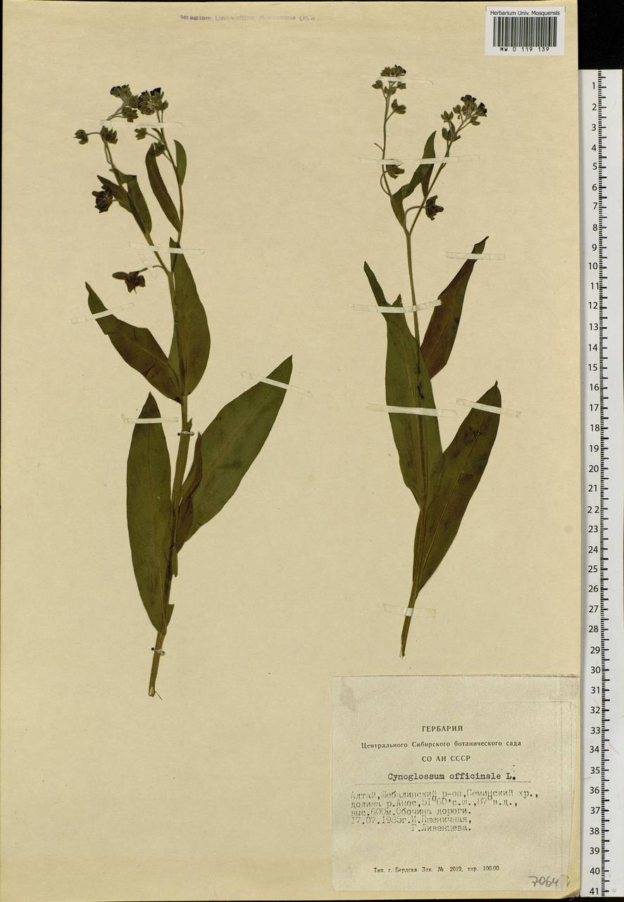 Cynoglossum officinale L., Siberia, Altai & Sayany Mountains (S2) (Russia)