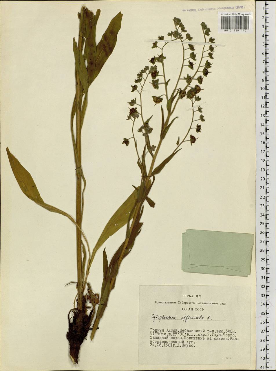 Cynoglossum officinale L., Siberia, Altai & Sayany Mountains (S2) (Russia)