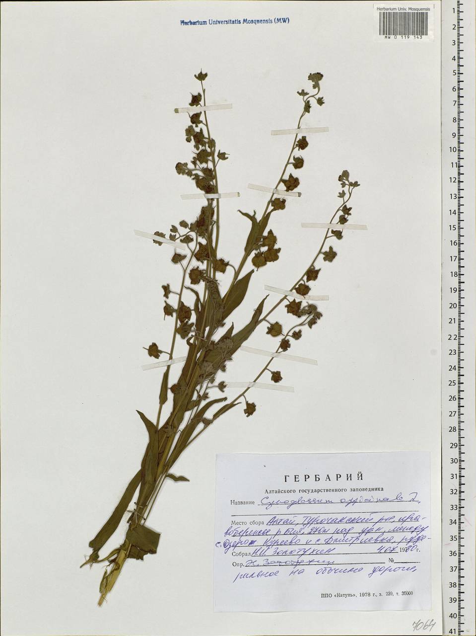 Cynoglossum officinale L., Siberia, Altai & Sayany Mountains (S2) (Russia)