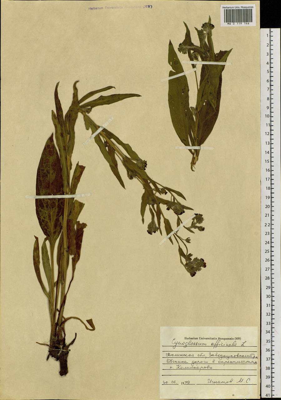 Cynoglossum officinale L., Siberia, Western Siberia (S1) (Russia)