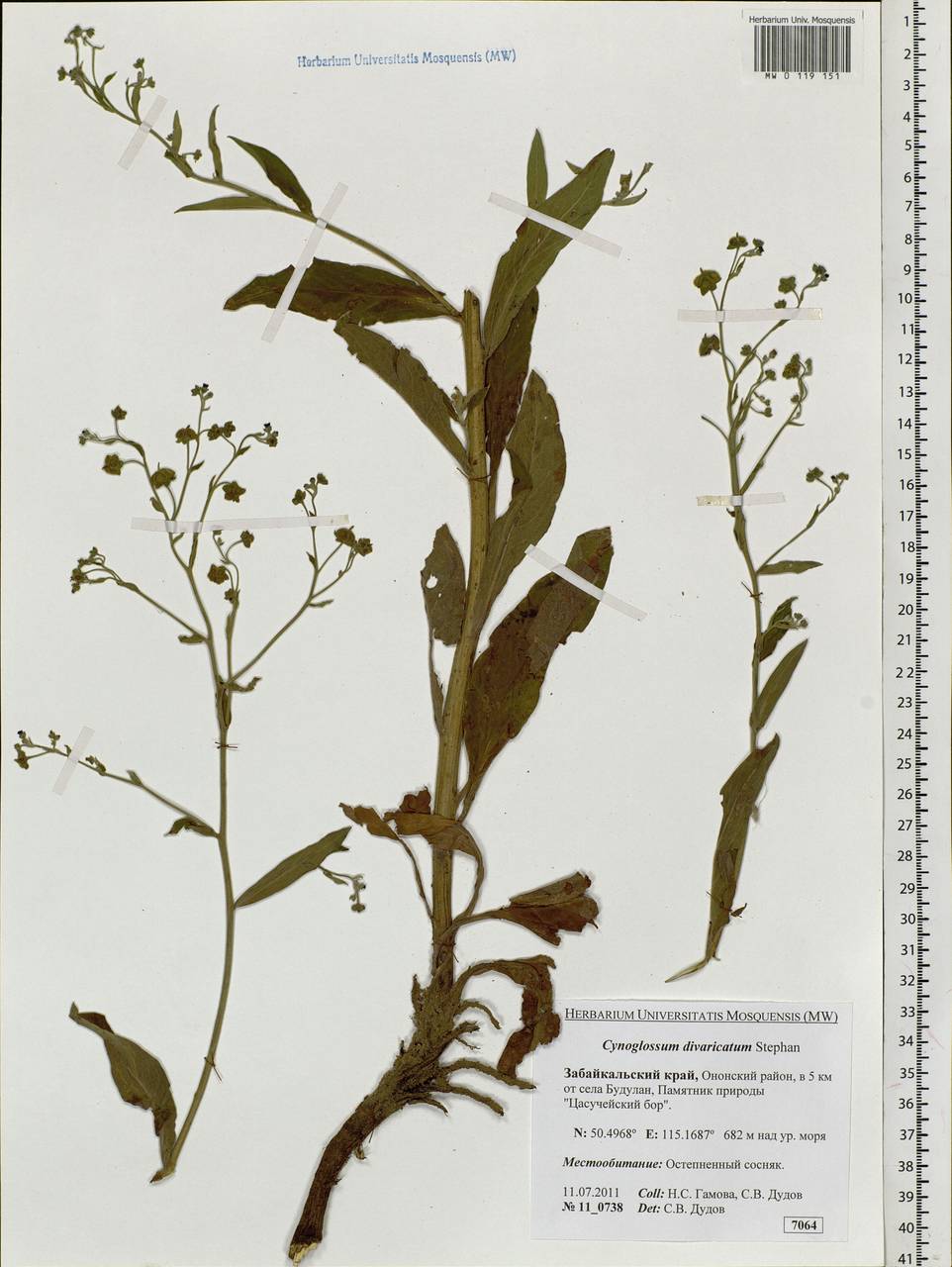 Cynoglossum divaricatum Stephan ex Lehm., Siberia, Baikal & Transbaikal region (S4) (Russia)