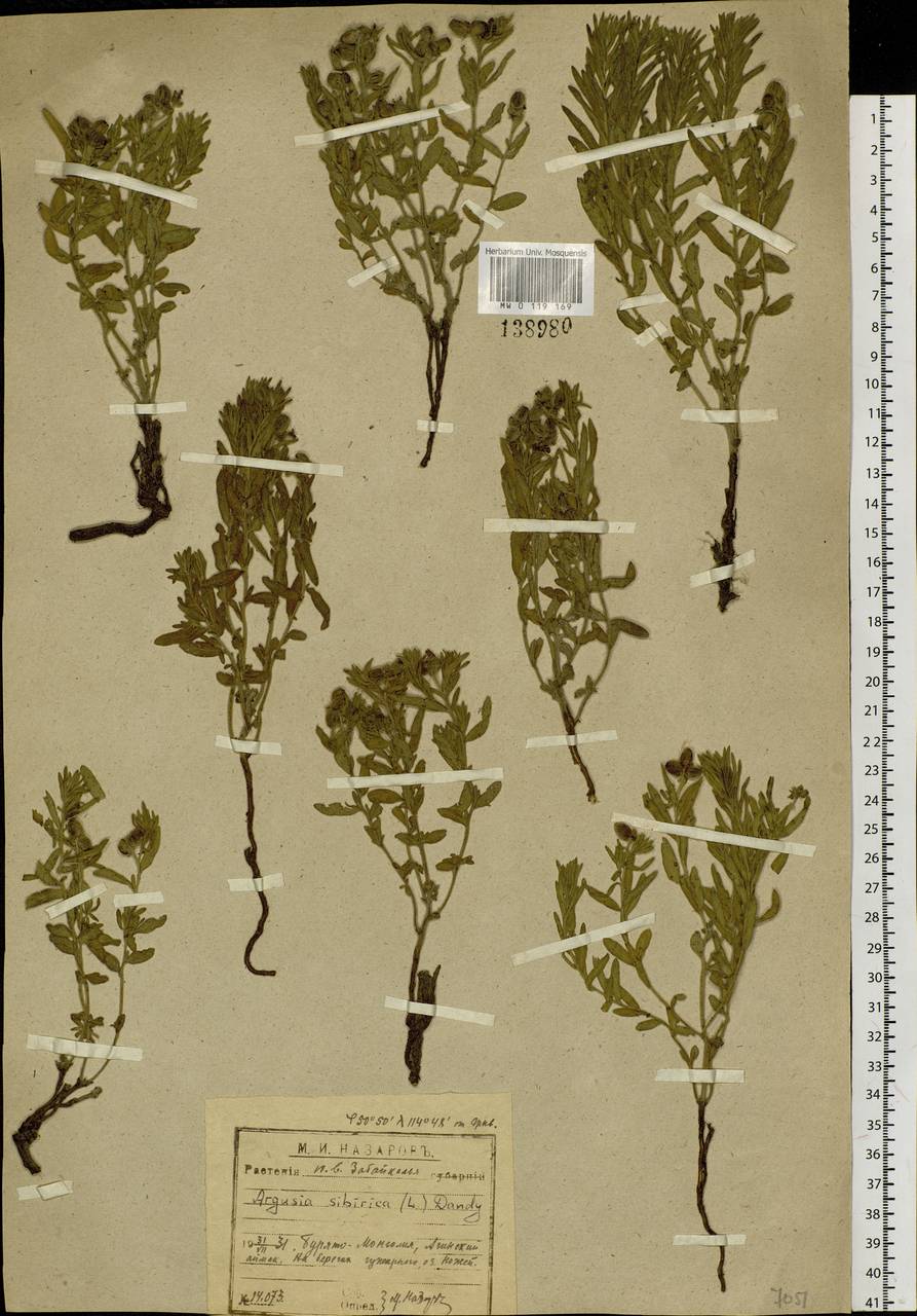 Heliotropium sibiricum (L.) J. I. M. Melo, Siberia, Baikal & Transbaikal region (S4) (Russia)