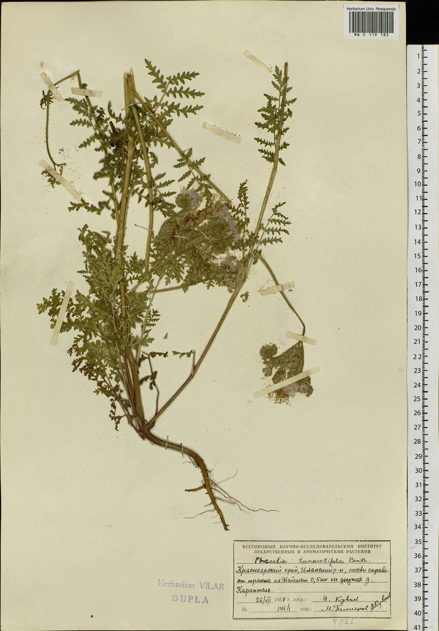 Phacelia tanacetifolia Benth., Siberia, Central Siberia (S3) (Russia)