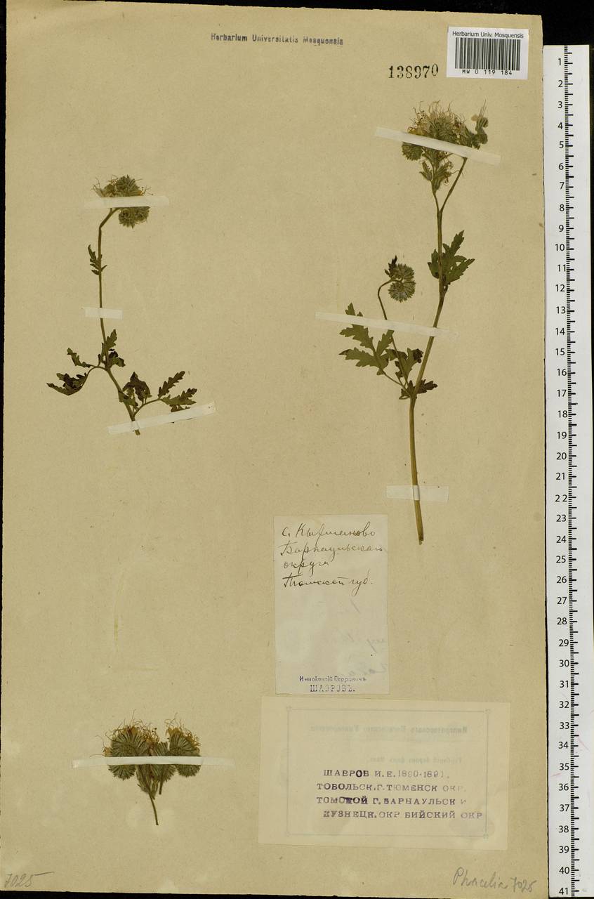 Phacelia tanacetifolia Benth., Siberia, Altai & Sayany Mountains (S2) (Russia)