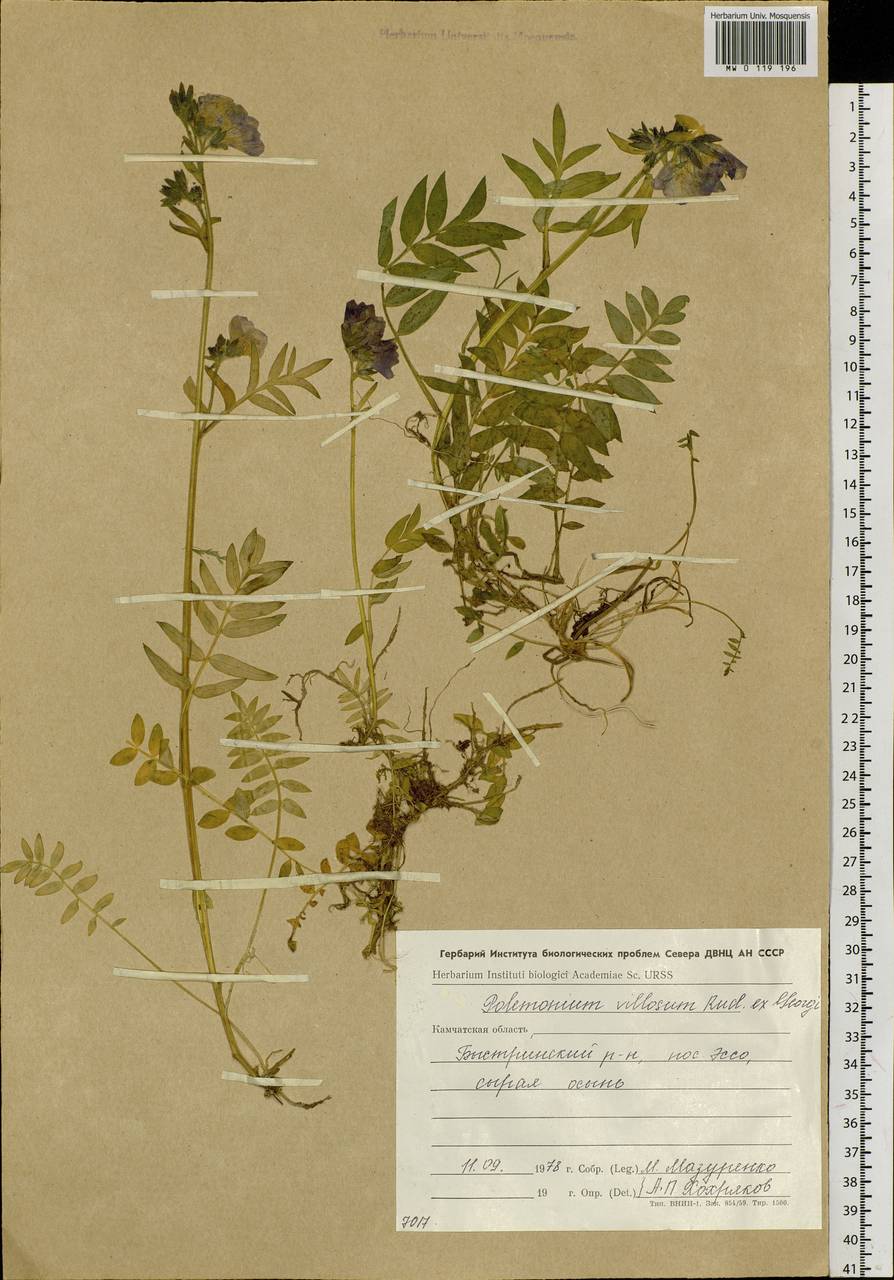 Polemonium villosum Rudolph ex Georgi, Siberia, Chukotka & Kamchatka (S7) (Russia)