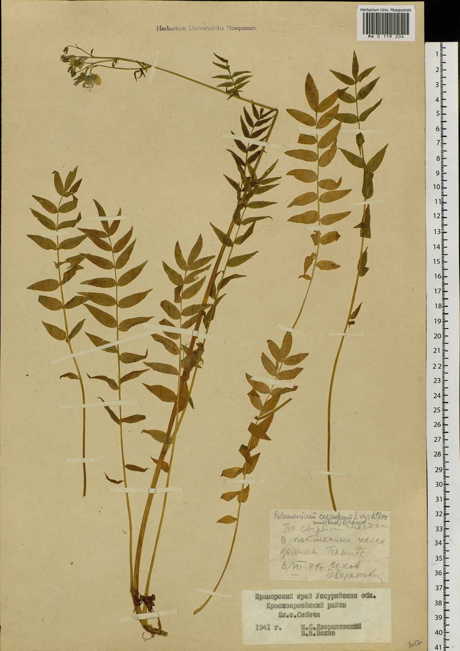 Polemonium villosum Rudolph ex Georgi, Siberia, Russian Far East (S6) (Russia)