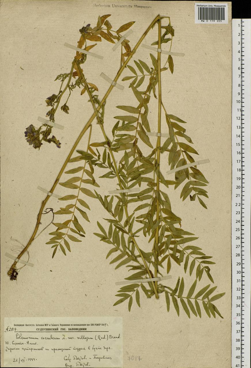 Polemonium villosum Rudolph ex Georgi, Siberia, Russian Far East (S6) (Russia)