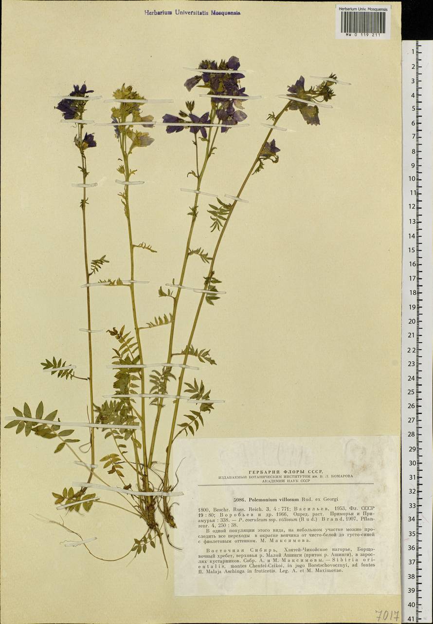 Polemonium villosum Rudolph ex Georgi, Siberia, Baikal & Transbaikal region (S4) (Russia)