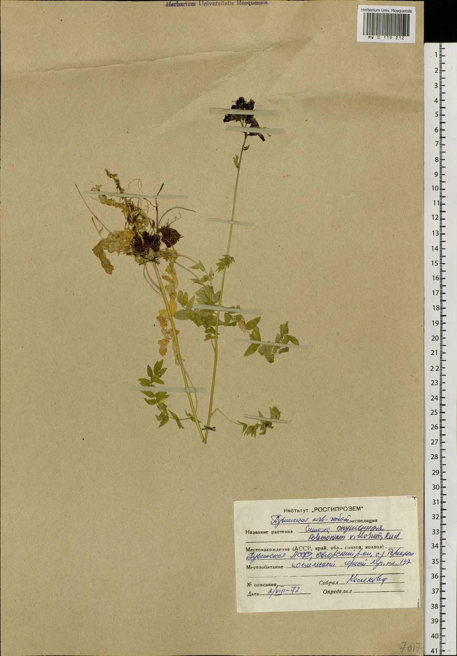 Polemonium villosum Rudolph ex Georgi, Siberia, Altai & Sayany Mountains (S2) (Russia)