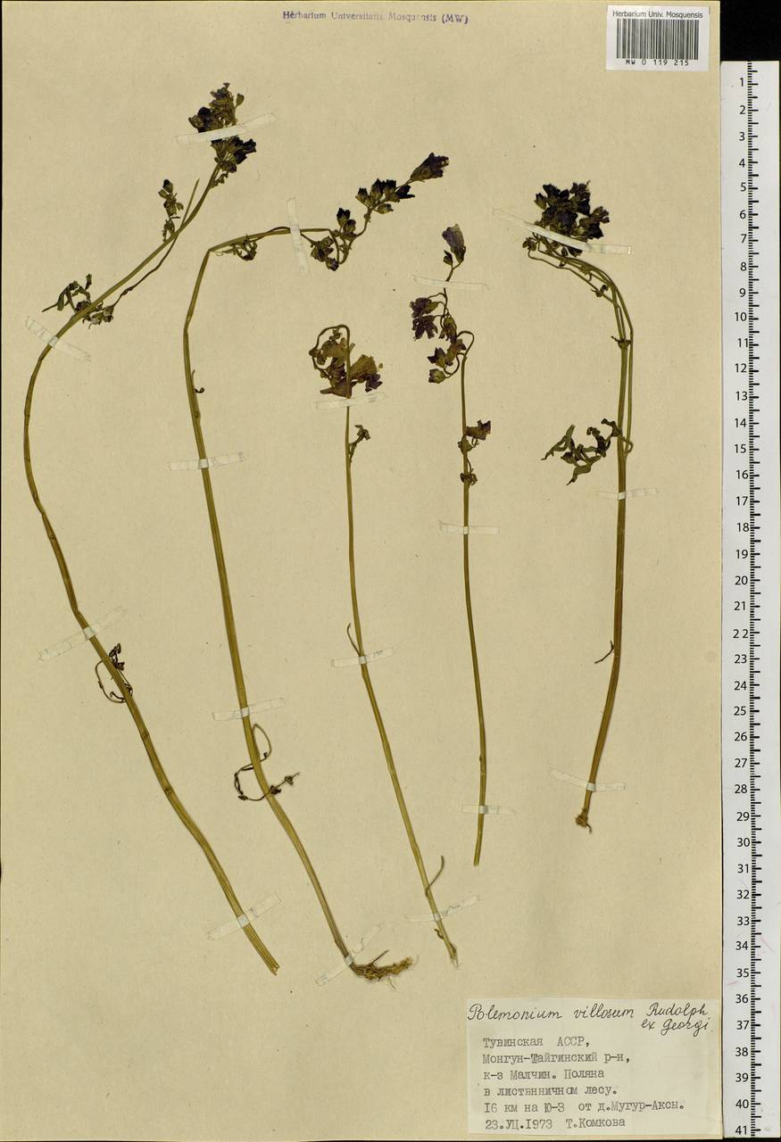 Polemonium villosum Rudolph ex Georgi, Siberia, Altai & Sayany Mountains (S2) (Russia)