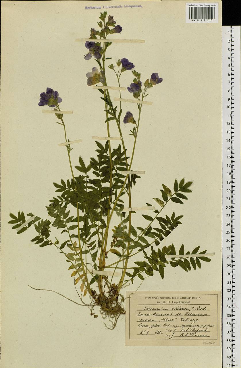 Polemonium villosum Rudolph ex Georgi, Siberia, Western Siberia (S1) (Russia)