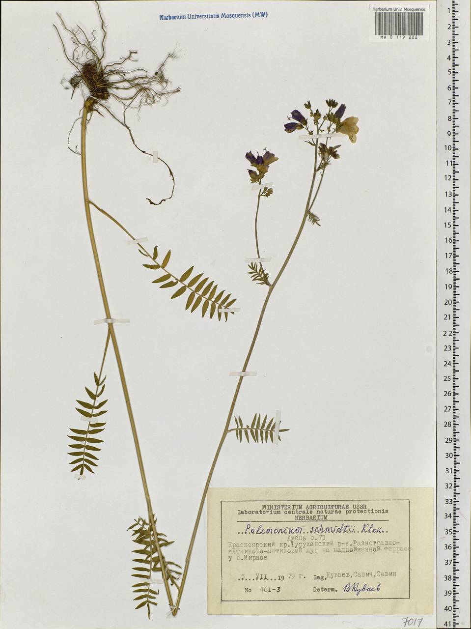 Polemonium schmidtii Klokov, Siberia, Central Siberia (S3) (Russia)
