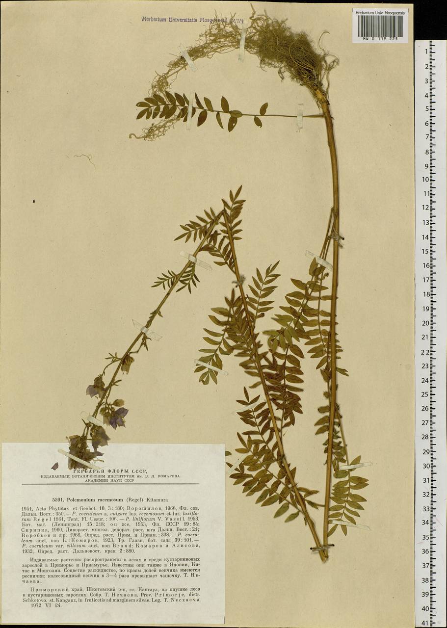 Polemonium caeruleum subsp. kiushianum (Kitam.) Hara, Siberia, Russian Far East (S6) (Russia)