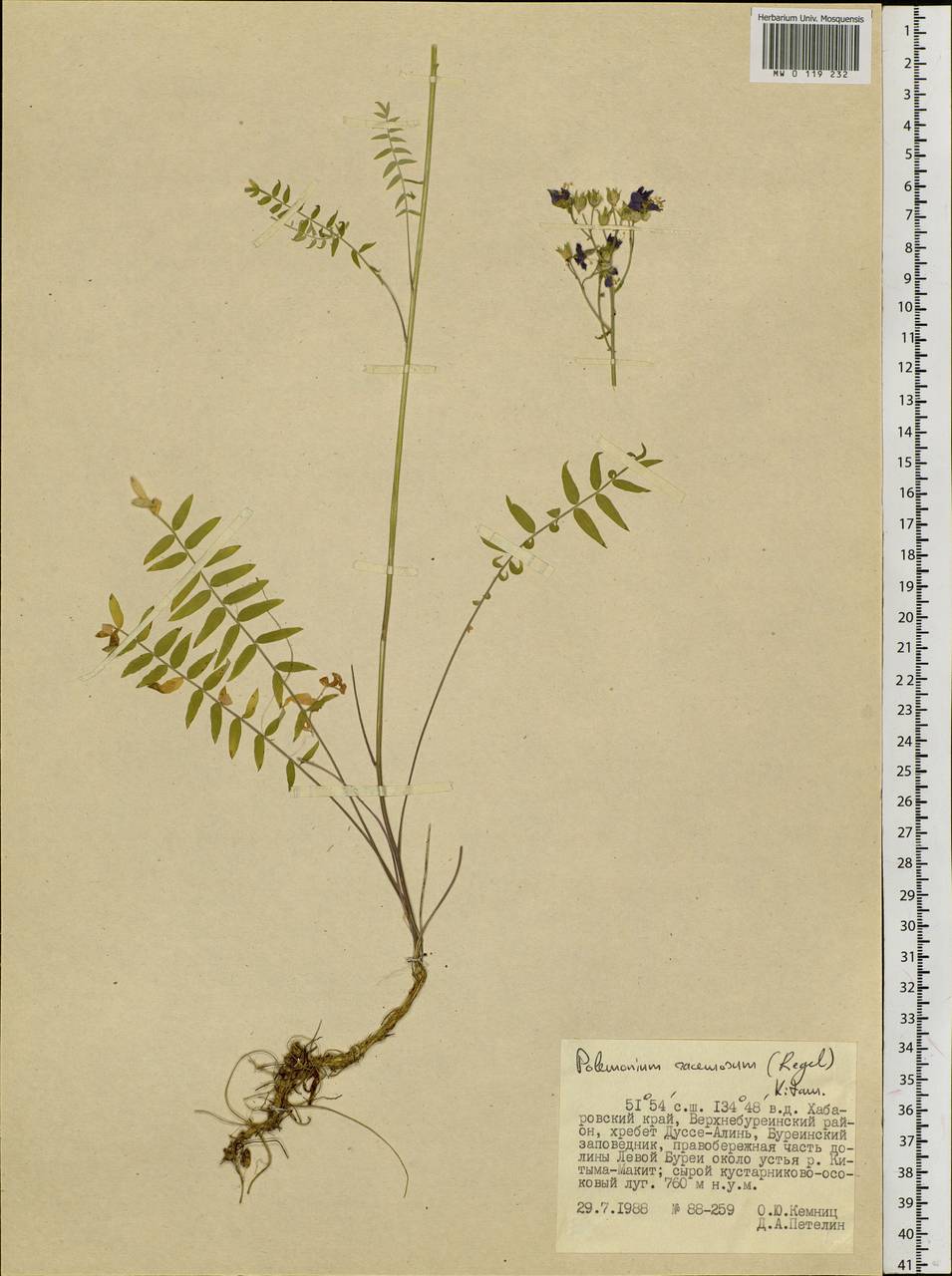Polemonium caeruleum subsp. kiushianum (Kitam.) Hara, Siberia, Russian Far East (S6) (Russia)