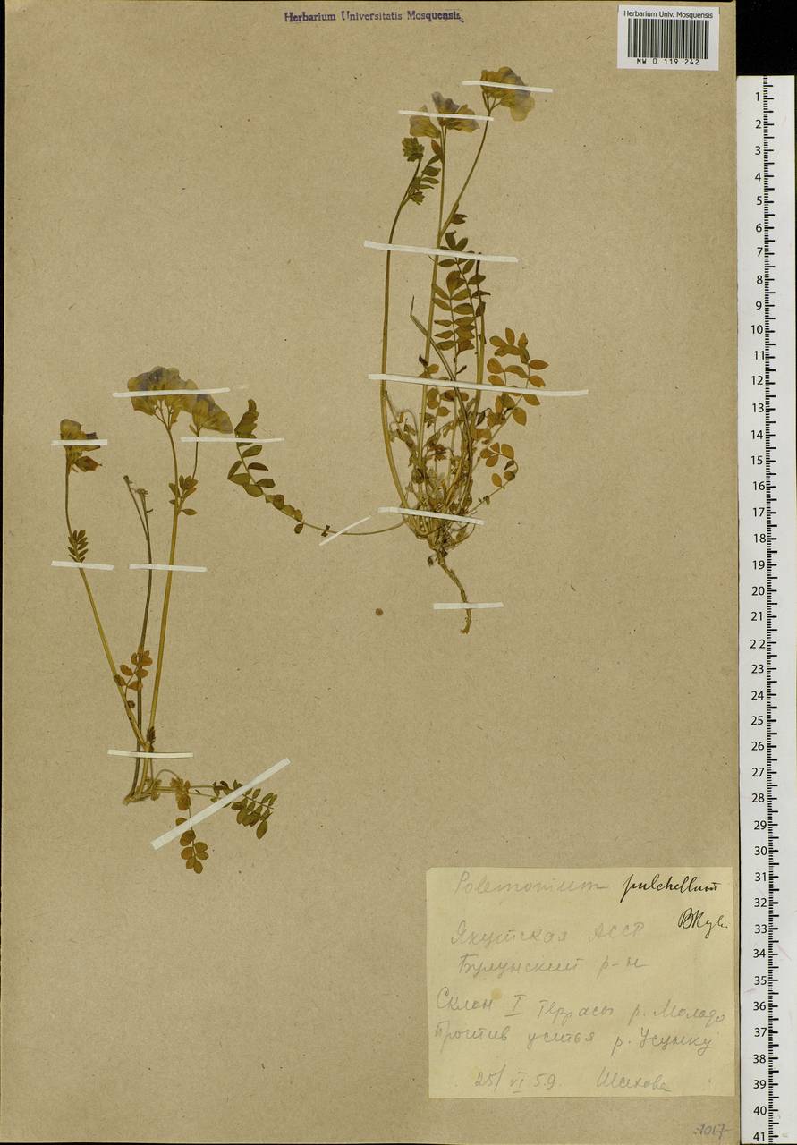 Polemonium boreale Adams, Siberia, Yakutia (S5) (Russia)