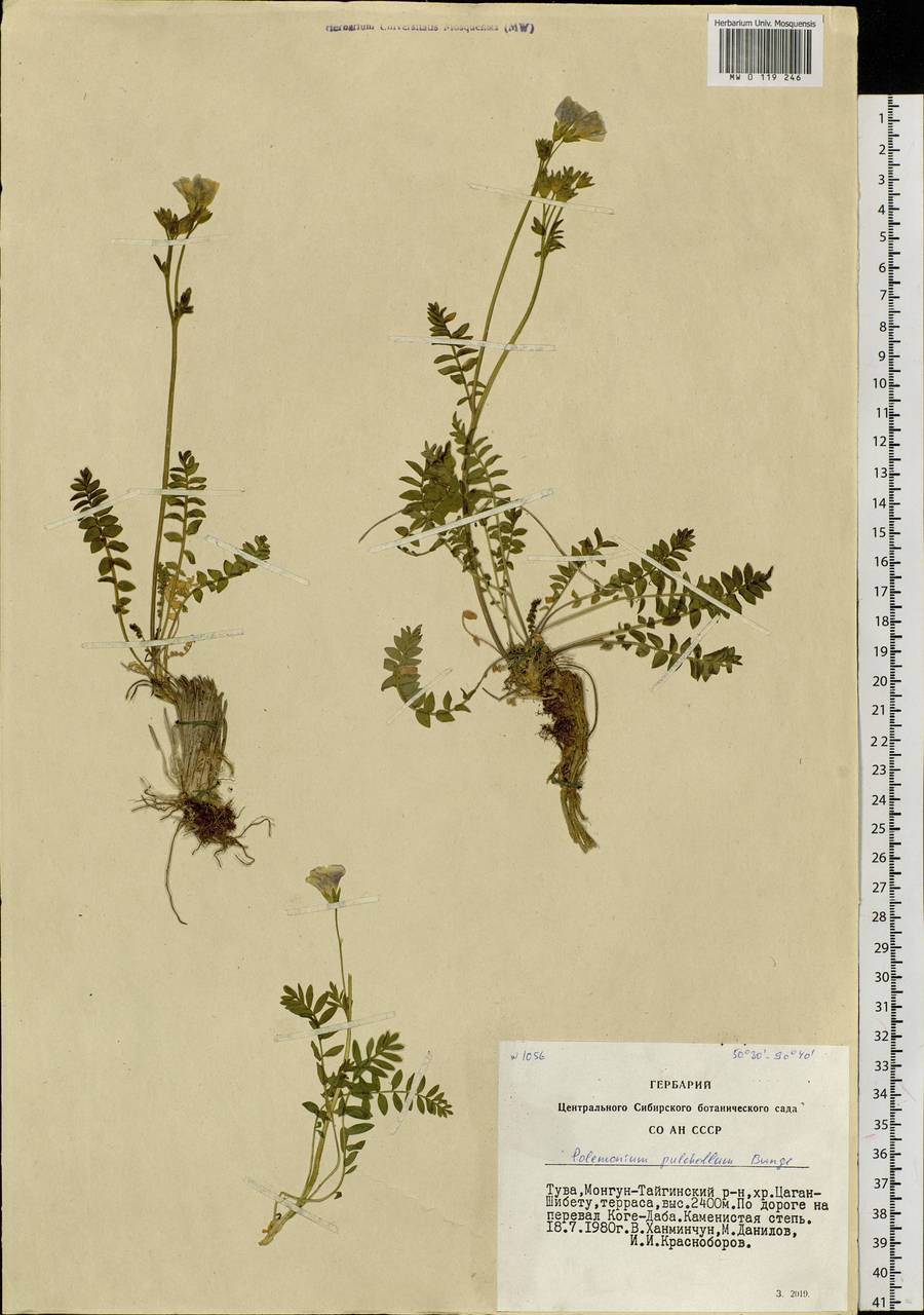 Polemonium boreale Adams, Siberia, Altai & Sayany Mountains (S2) (Russia)