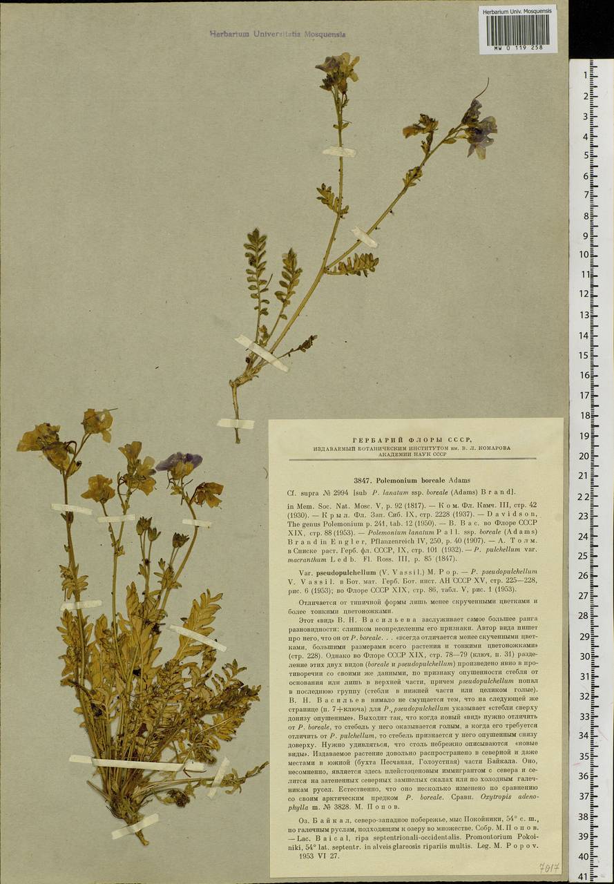 Polemonium boreale Adams, Siberia, Baikal & Transbaikal region (S4) (Russia)