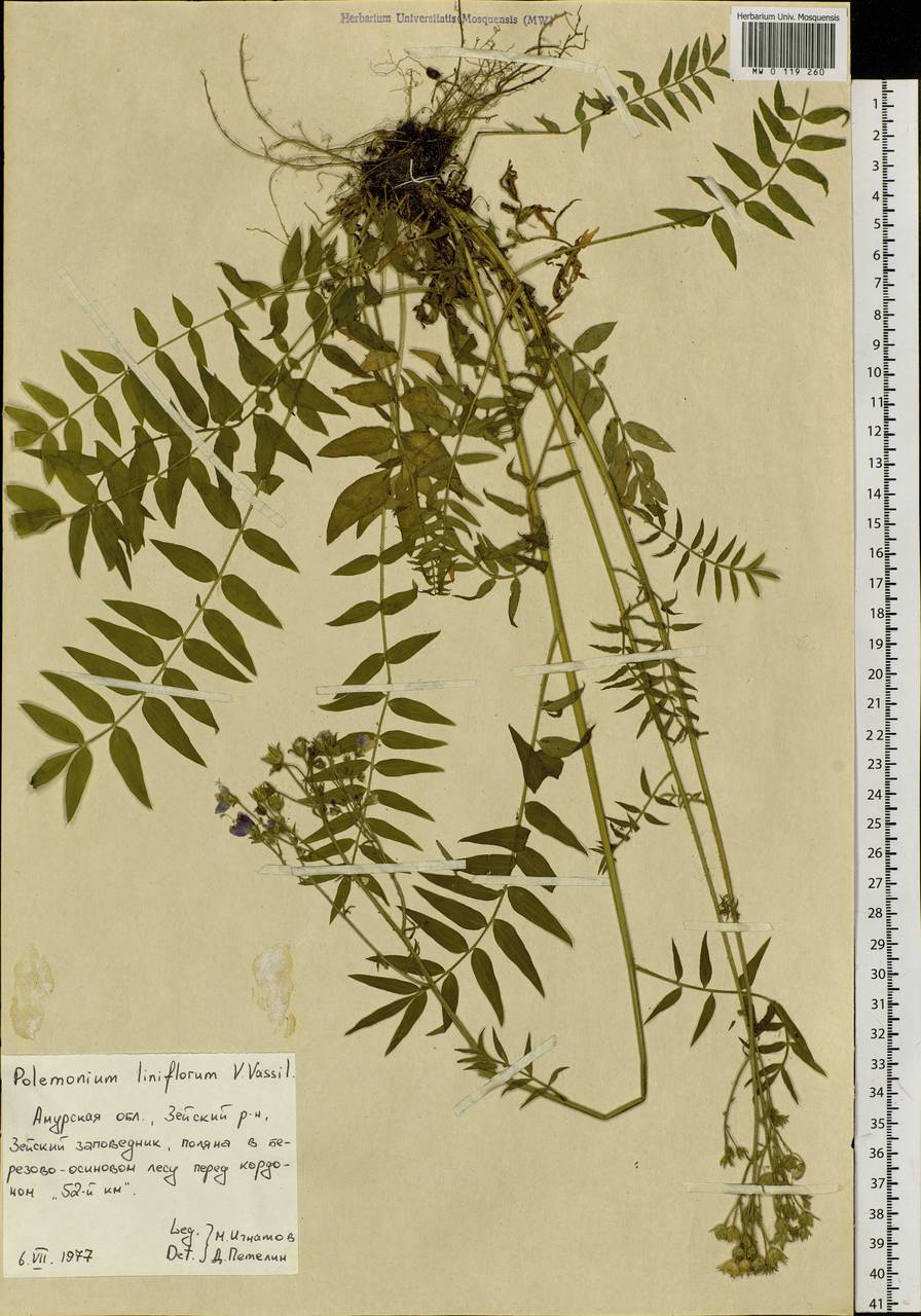Polemonium chinense (Brand) Brand, Siberia, Russian Far East (S6) (Russia)