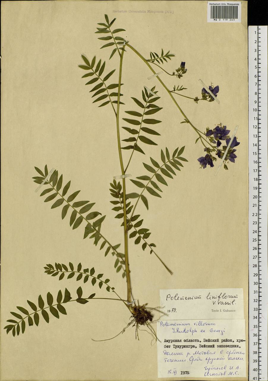 Polemonium chinense (Brand) Brand, Siberia, Russian Far East (S6) (Russia)